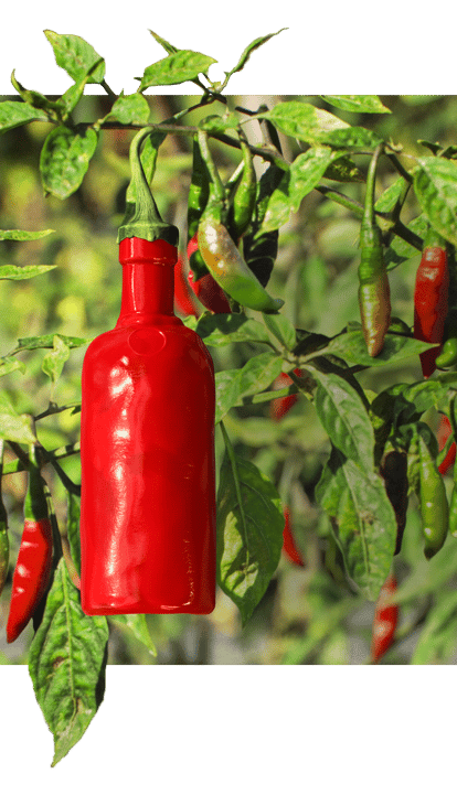 Red bottle shaped like a chili pepper hanging among green chili plants and leaves, blending into a natural garden setting.
